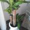 Free Dracaena Massangeana!